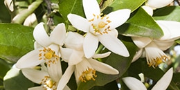 Heart Note: Neroli